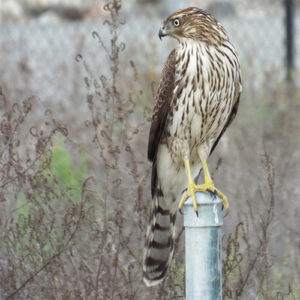 Coopers Hawk