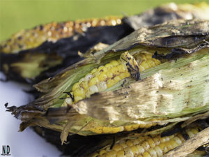 Corn Roast & Flavored But...