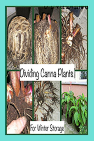 Dividing Canna Bulbs