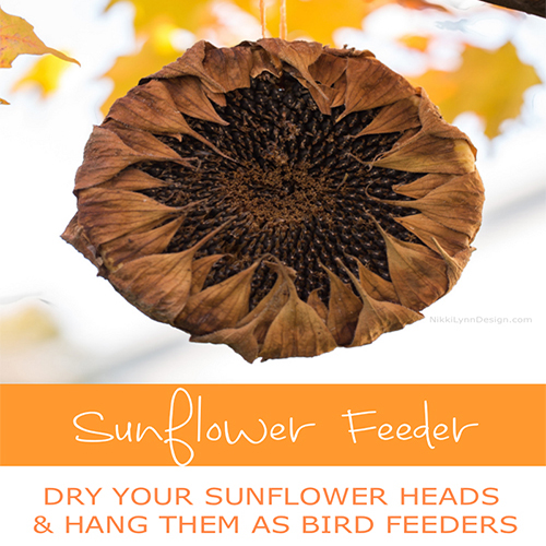 Sunflower Head Bird Feeders