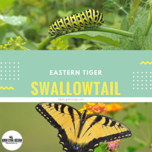 Eastern Tiger Swallowtail Butterfly