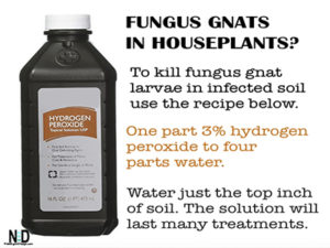 Fungus Gnat Indoor Housep...