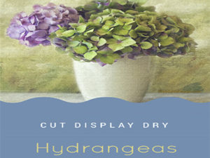 Display and Dry Hydrangea...