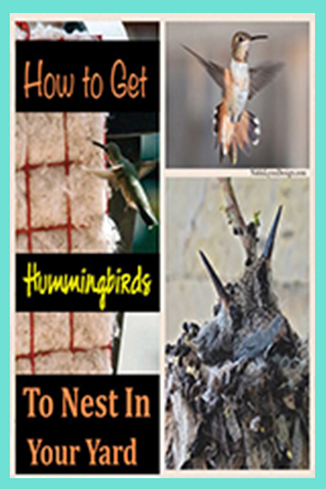 How to Get Hummingbirds to Nest in Your Yard