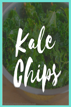 Kale Chip Recipe