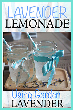 Lavender Lemonade Using Garden Lavender