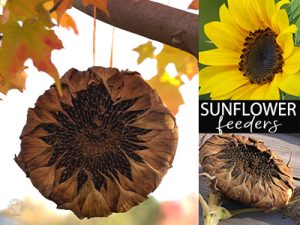 Sunflower Head Bird Feede...