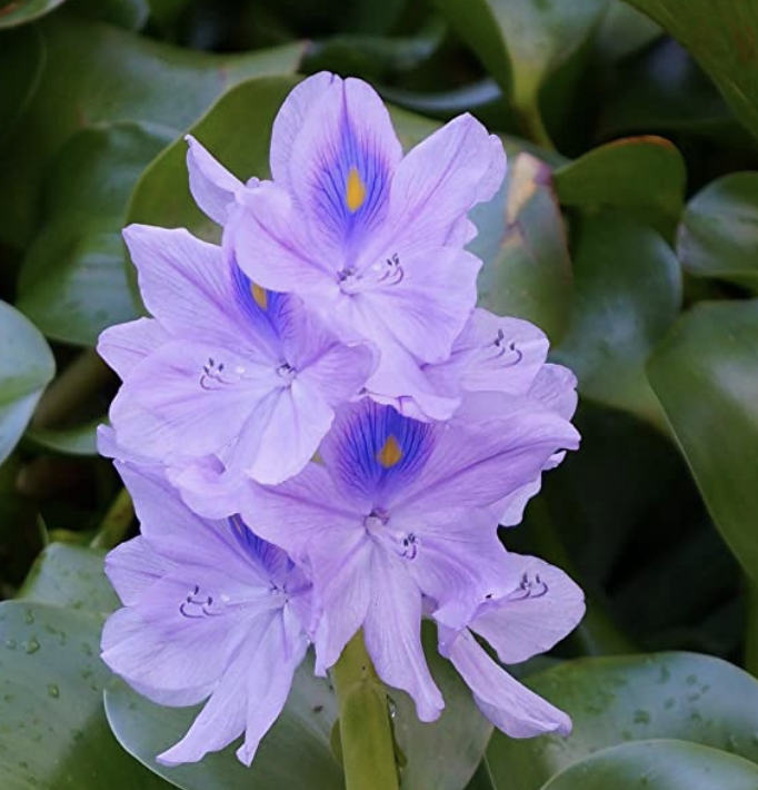 Water Hyacinth Floating Pond Plant