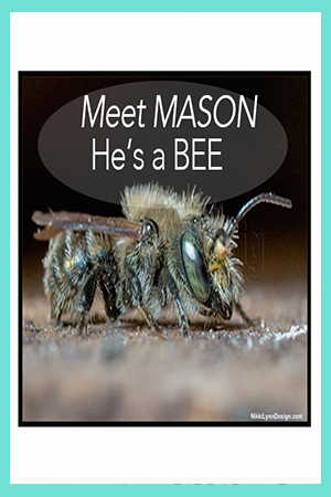 What is a Mason Bee