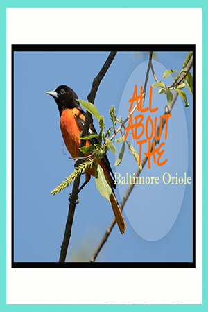 All about the Baltimore Oriole Bird Feeder Bird