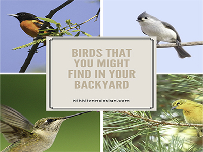 Birds You May Find in You...