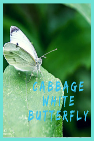 Cabbage White Butterfly