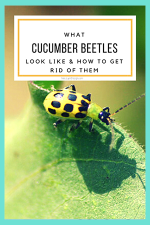 Cucumber Beetle - Yellow bug in garden