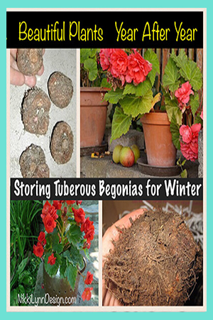 Digging up and Storing Tuberous Begonia for Winter