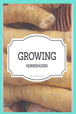 Growing Horseradish Root