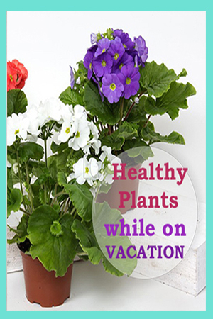 How to Water Plants When on Vacation