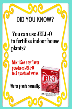 Jello Fertilizes Houseplants