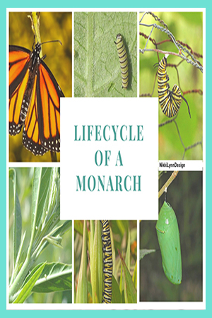 Lifecycle of a Monarch Butterfly