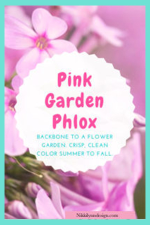 Pink Garden Phlox in Your Flower Garden