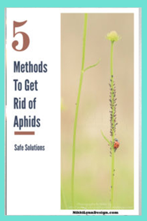 Ways to Get Rid of Aphids