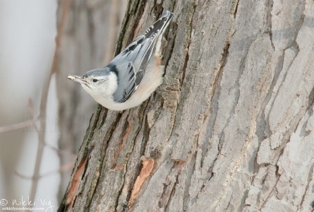 White Breasted Nuthatch - One of my favorite birds to watch are white-breasted nuthatches.  You can always tell when they are around because they have a unique voice. They eat insects, seeds and nuts. During the winter months in Wisconsin, nuthatches actively seek out seed, peanut and suet feeders. Feeders happen to be the perfect place to sit and spend a half an hour with my camera.