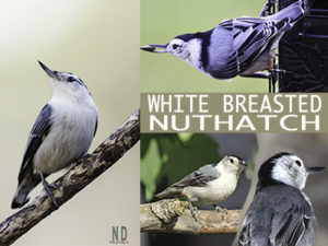 White Breasted Nuthatch