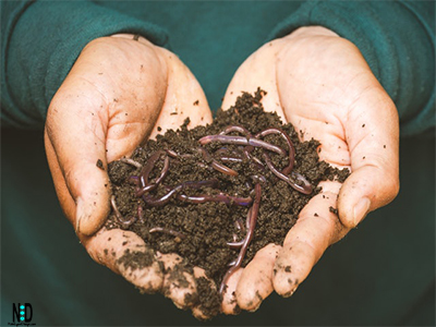 Composting With Worms