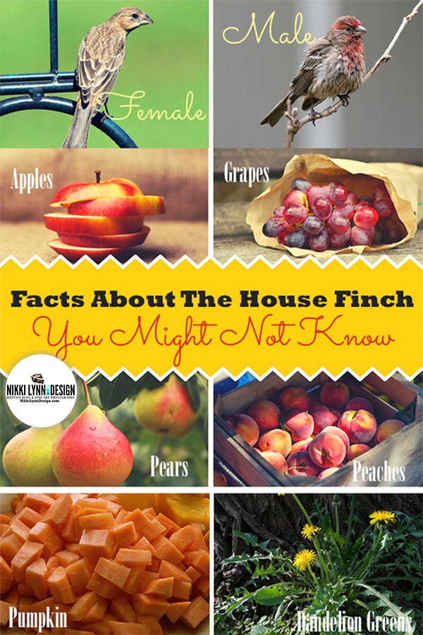 Facts about the house finch you might not know