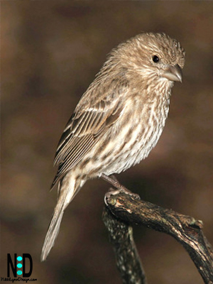 Brown and white bird with brown streaks on belly and white wing bars