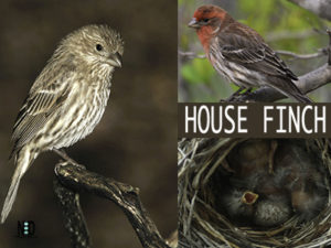 House Finch