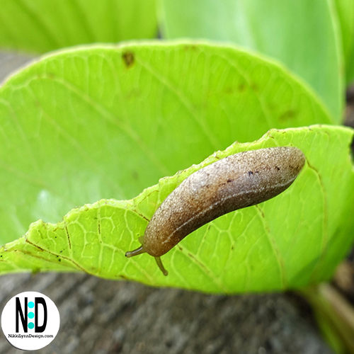 How to Get Rid of Slugs in the Garden