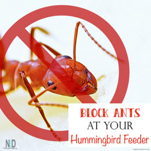 Keep Ants Out of Hummingbird Feeder