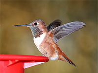 6 Ways To Keep Ants Out Of Hummingbird Feeders Nikki Lynn Design