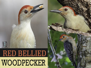 Red Bellied Woodpecker