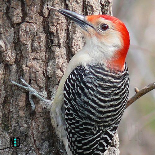 Red Bellied Woodpecker