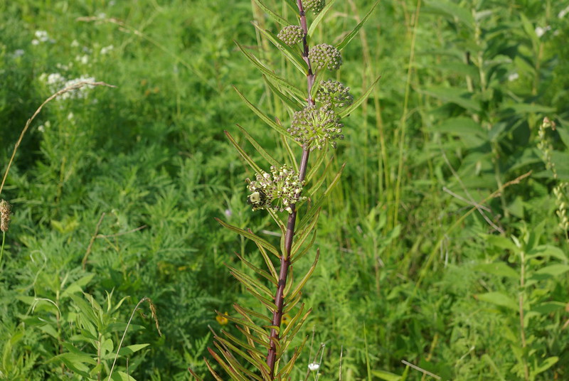 Tall Green Milkweed (Asclepias hirtella) lives up to its name with its slender, upright growth and greenish-white flowers that reach impressive heights, making it a standout in open fields or along fence lines.