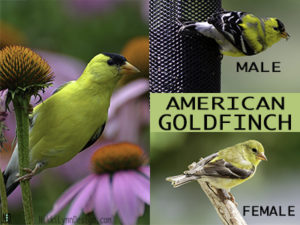 American Goldfinch