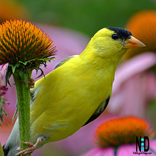 The American Goldfinch is a beautiful songbird that you can easily attract you your backyard.  The males have bright yellow coats with a bold black cap and black wings barred with white.