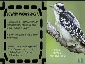 Downy Woodpecker