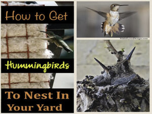 How to Get Hummingbirds T...