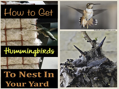 How to Get Hummingbirds T...