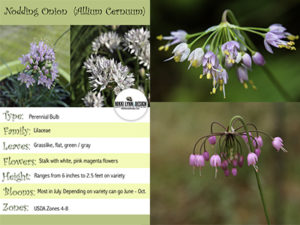 Nodding Onion Flowers