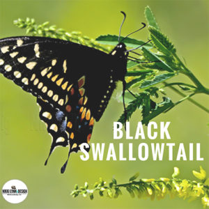 Black Swallowtail Butterfly