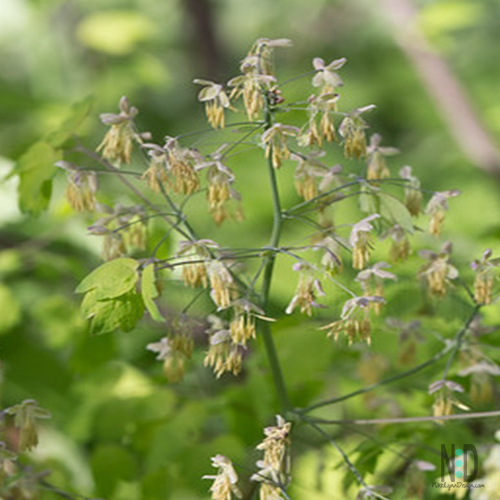 Early MeadowRue Wildflower