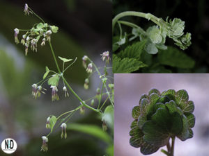 Early MeadowRue