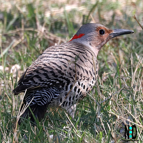 The Northern Flicker is Gray Black and Red and part of the woodpecker family.