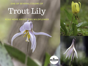 Trout Lily