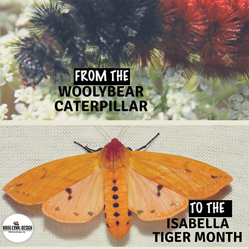 Woolybear Caterpillar Turns Into