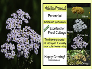 Achillea