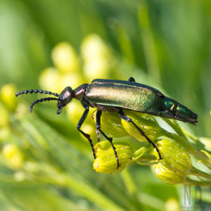 One of many beetles in the blister beetle family. The beetles are part of the Meloidae family, they are called blister beetles for a good reason.
